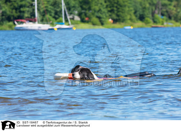 Landseer wird ausgebildet zum Wasserrettungshund / Landseer is trained as a water rescue dog / SST-18467