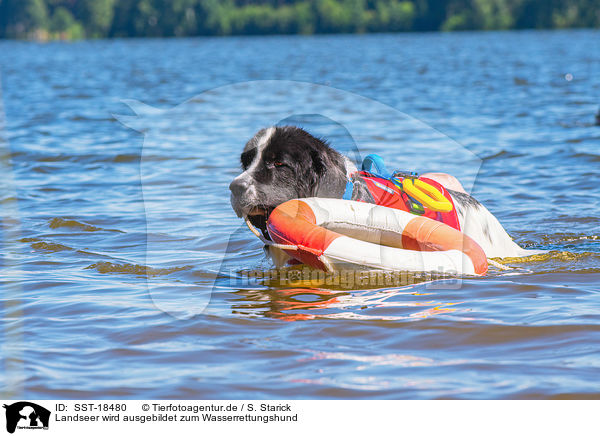 Landseer wird ausgebildet zum Wasserrettungshund / Landseer is trained as a water rescue dog / SST-18480
