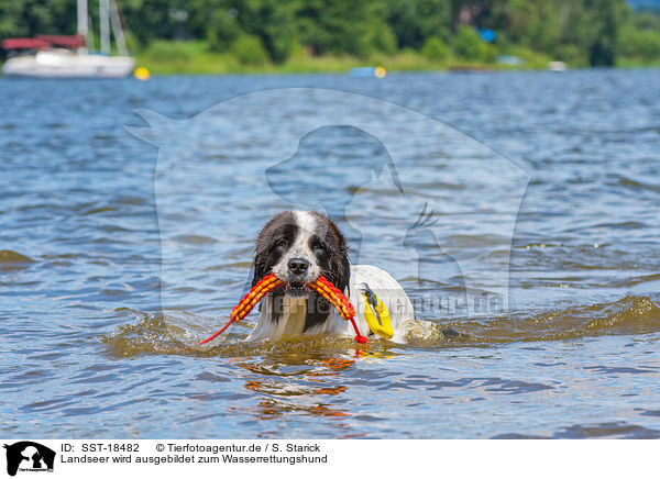 Landseer wird ausgebildet zum Wasserrettungshund / Landseer is trained as a water rescue dog / SST-18482