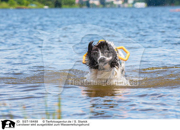 Landseer wird ausgebildet zum Wasserrettungshund / Landseer is trained as a water rescue dog / SST-18488