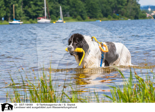 Landseer wird ausgebildet zum Wasserrettungshund / Landseer is trained as a water rescue dog / SST-18489