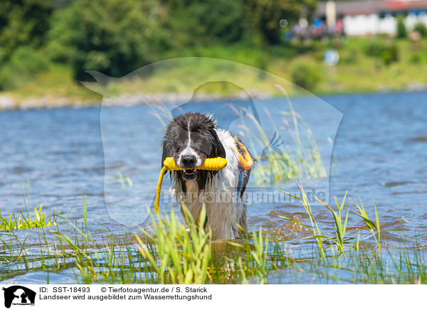 Landseer wird ausgebildet zum Wasserrettungshund / Landseer is trained as a water rescue dog / SST-18493