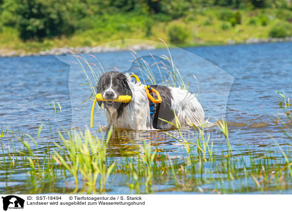 Landseer wird ausgebildet zum Wasserrettungshund / Landseer is trained as a water rescue dog / SST-18494