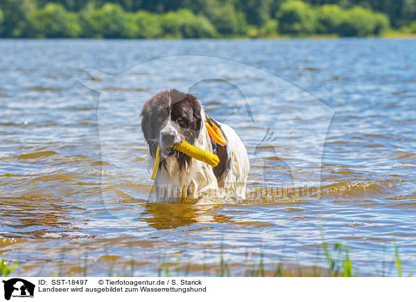 Landseer wird ausgebildet zum Wasserrettungshund / Landseer is trained as a water rescue dog / SST-18497