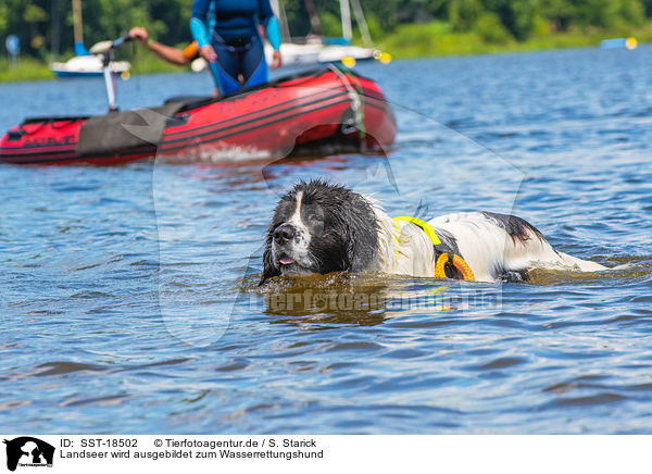Landseer wird ausgebildet zum Wasserrettungshund / Landseer is trained as a water rescue dog / SST-18502