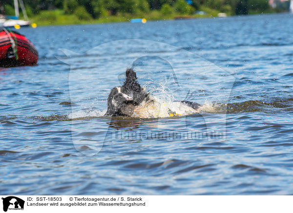Landseer wird ausgebildet zum Wasserrettungshund / Landseer is trained as a water rescue dog / SST-18503