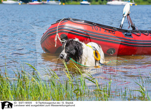 Landseer wird ausgebildet zum Wasserrettungshund / Landseer is trained as a water rescue dog / SST-18505