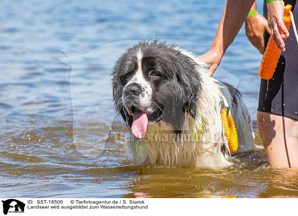 Landseer wird ausgebildet zum Wasserrettungshund / Landseer is trained as a water rescue dog / SST-18506