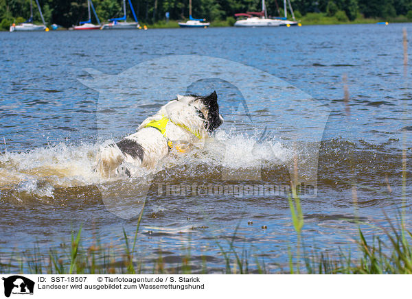 Landseer wird ausgebildet zum Wasserrettungshund / Landseer is trained as a water rescue dog / SST-18507