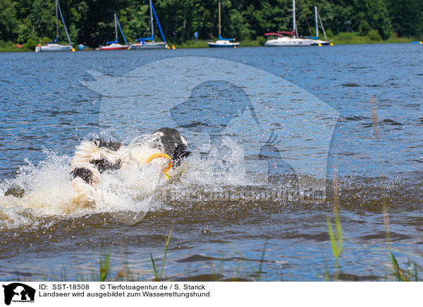 Landseer wird ausgebildet zum Wasserrettungshund / Landseer is trained as a water rescue dog / SST-18508