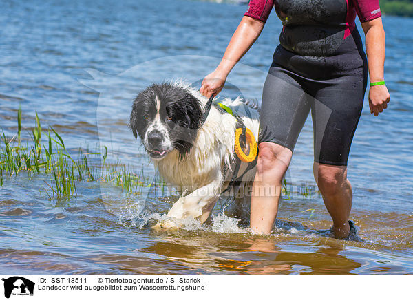 Landseer wird ausgebildet zum Wasserrettungshund / Landseer is trained as a water rescue dog / SST-18511