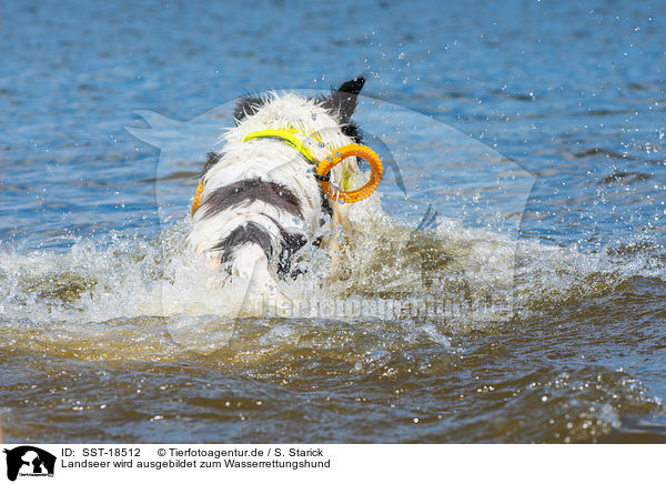 Landseer wird ausgebildet zum Wasserrettungshund / Landseer is trained as a water rescue dog / SST-18512
