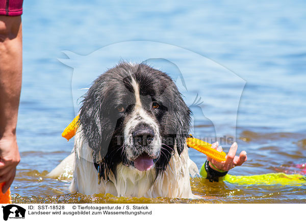 Landseer wird ausgebildet zum Wasserrettungshund / Landseer is trained as a water rescue dog / SST-18528