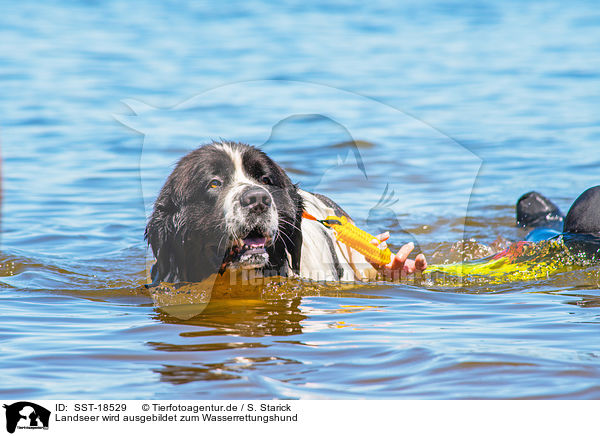 Landseer wird ausgebildet zum Wasserrettungshund / Landseer is trained as a water rescue dog / SST-18529
