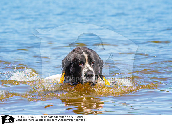 Landseer wird ausgebildet zum Wasserrettungshund / Landseer is trained as a water rescue dog / SST-18532