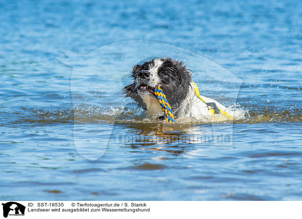 Landseer wird ausgebildet zum Wasserrettungshund / Landseer is trained as a water rescue dog / SST-18535