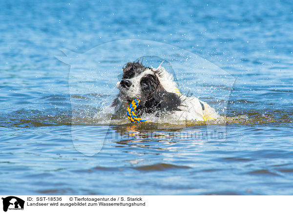 Landseer wird ausgebildet zum Wasserrettungshund / Landseer is trained as a water rescue dog / SST-18536
