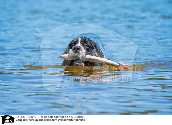 Landseer wird ausgebildet zum Wasserrettungshund / Landseer is trained as a water rescue dog / SST-18542