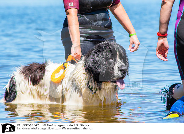 Landseer wird ausgebildet zum Wasserrettungshund / Landseer is trained as a water rescue dog / SST-18547