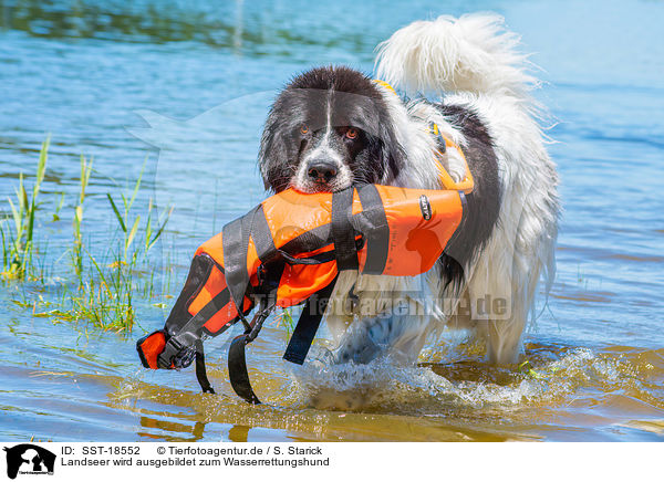 Landseer wird ausgebildet zum Wasserrettungshund / Landseer is trained as a water rescue dog / SST-18552