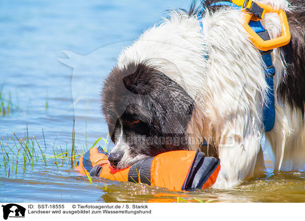 Landseer wird ausgebildet zum Wasserrettungshund / Landseer is trained as a water rescue dog / SST-18555
