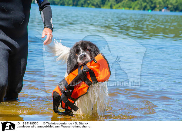 Landseer wird ausgebildet zum Wasserrettungshund / Landseer is trained as a water rescue dog / SST-18556