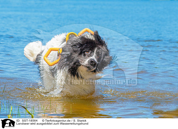 Landseer wird ausgebildet zum Wasserrettungshund / SST-18564