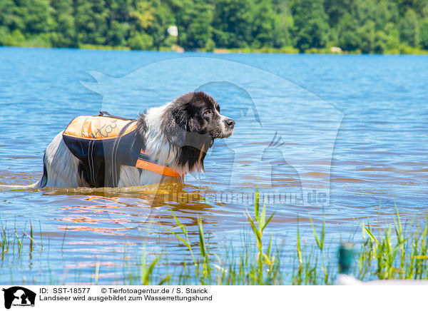 Landseer wird ausgebildet zum Wasserrettungshund / Landseer is trained as a water rescue dog / SST-18577
