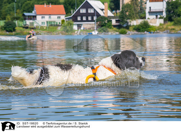 Landseer wird ausgebildet zum Wasserrettungshund / Landseer is trained as a water rescue dog / SST-18620