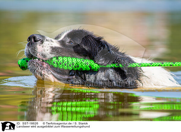 Landseer wird ausgebildet zum Wasserrettungshund / Landseer is trained as a water rescue dog / SST-18626