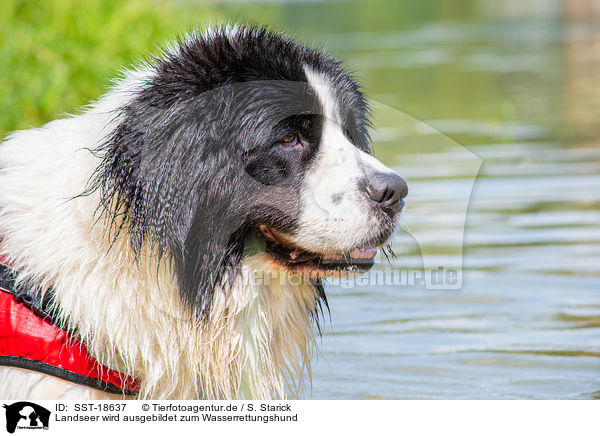 Landseer wird ausgebildet zum Wasserrettungshund / Landseer is trained as a water rescue dog / SST-18637