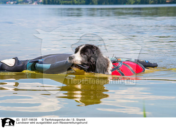 Landseer wird ausgebildet zum Wasserrettungshund / Landseer is trained as a water rescue dog / SST-18638