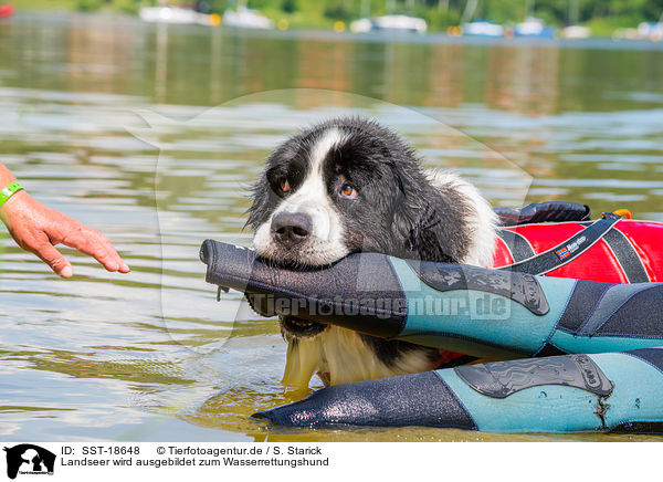 Landseer wird ausgebildet zum Wasserrettungshund / Landseer is trained as a water rescue dog / SST-18648
