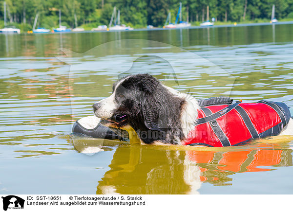 Landseer wird ausgebildet zum Wasserrettungshund / Landseer is trained as a water rescue dog / SST-18651