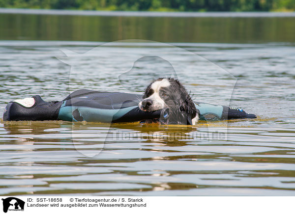 Landseer wird ausgebildet zum Wasserrettungshund / SST-18658