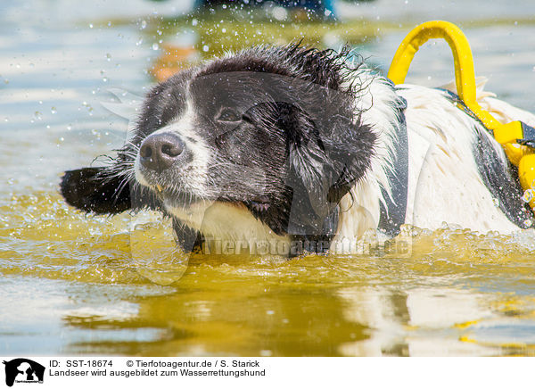 Landseer wird ausgebildet zum Wasserrettungshund / Landseer is trained as a water rescue dog / SST-18674