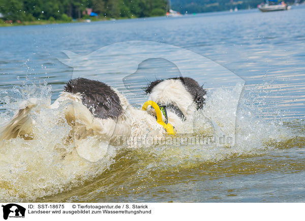 Landseer wird ausgebildet zum Wasserrettungshund / Landseer is trained as a water rescue dog / SST-18675