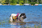 Landseer wird ausgebildet zum Wasserrettungshund