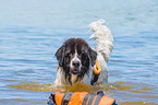 Landseer wird ausgebildet zum Wasserrettungshund