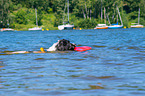 Landseer wird ausgebildet zum Wasserrettungshund