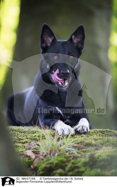 liegender Finnischer Lapplandhirtenhund / lying Lapponian Herder / NN-07168