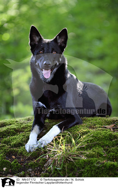 liegender Finnischer Lapplandhirtenhund / lying Lapponian Herder / NN-07172