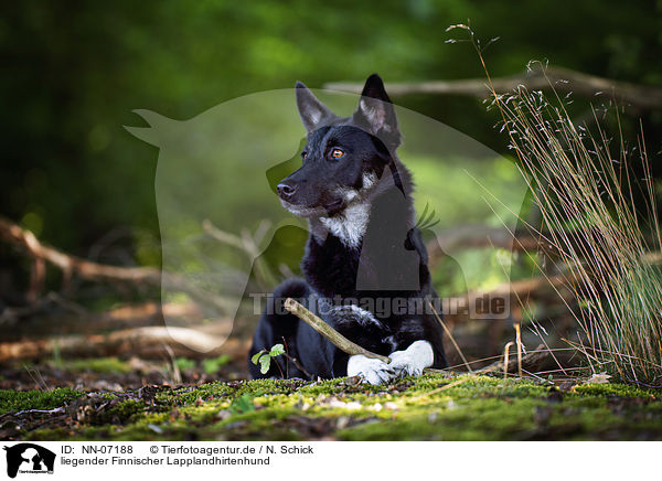 liegender Finnischer Lapplandhirtenhund / lying Lapponian Herder / NN-07188