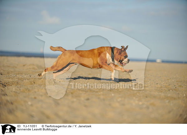 rennende Leavitt Bulldogge / YJ-11051