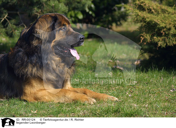 liegender Leonberger / lying leonberger / RR-00124