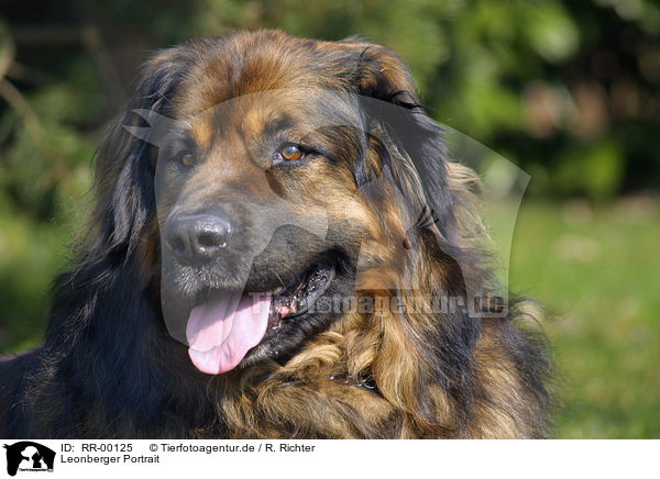 Leonberger Portrait / Leonberger Portrait / RR-00125