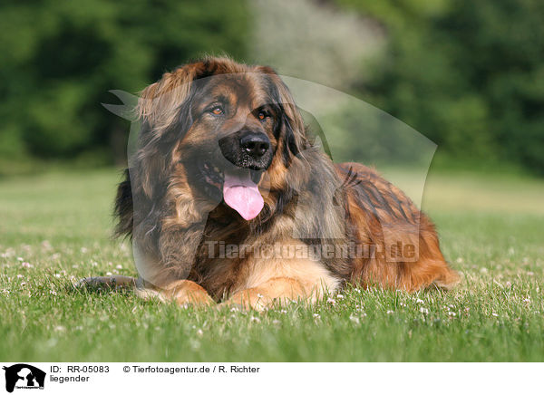 liegender / lying Leonberger / RR-05083