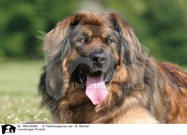 Leonberger Portrait / Leonberger Portrait / RR-05084