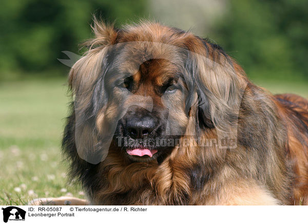 Leonberger Portrait / Leonberger Portrait / RR-05087