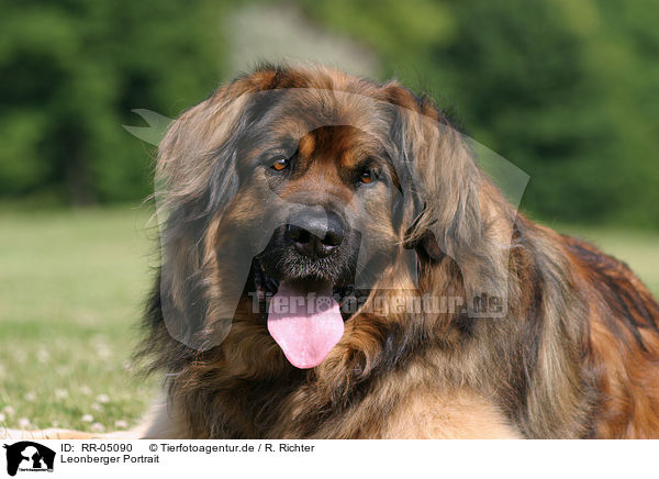 Leonberger Portrait / Leonberger Portrait / RR-05090